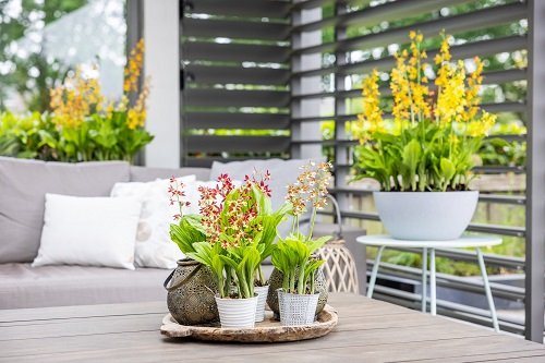 Ideas for a Balcony Orchid Garden 2