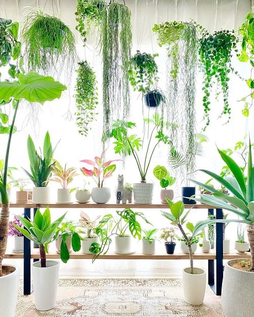 Hanging Pots and Plant Collection on the Shelves