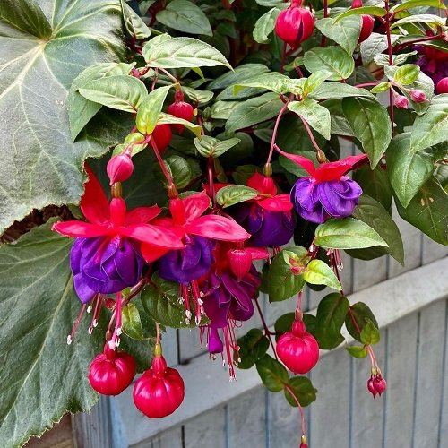Fuchsia Varieties for Hanging Baskets 4