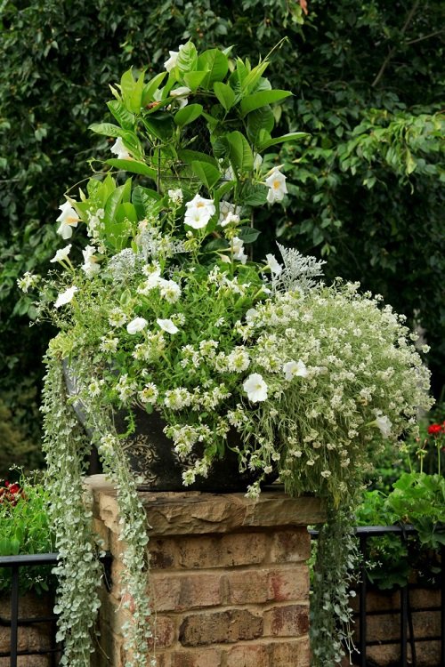 Plant Combination Ideas for Container Gardens 31