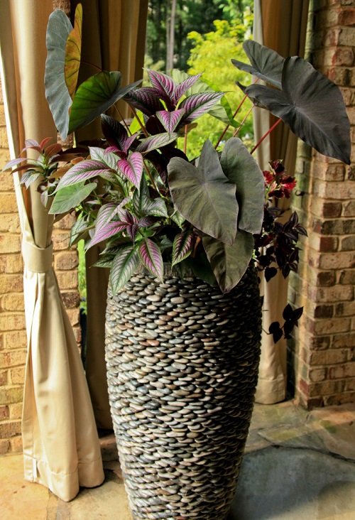 Plant Combination Ideas for Container Gardens 35