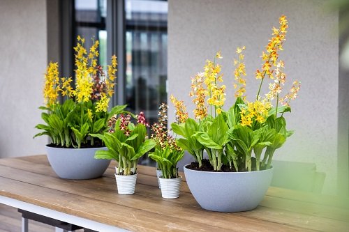 Ideas for a Balcony Orchid Garden 4