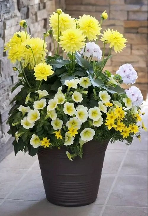 Plant Combination Ideas for Container Gardens 37