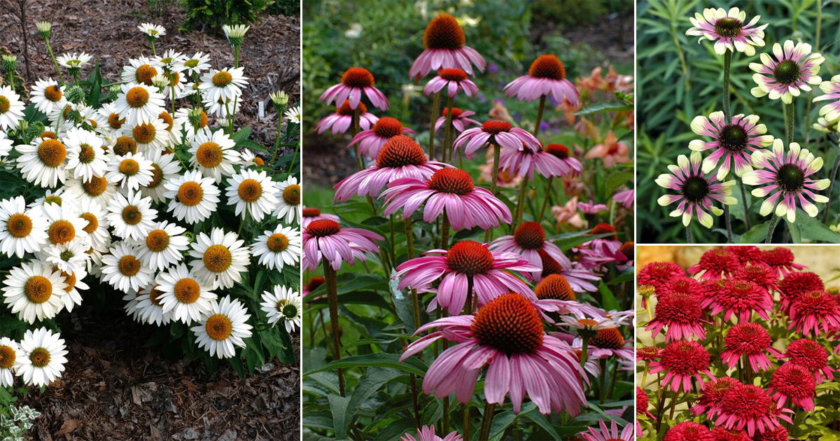 42 Types of Coneflower Varieties | Types of Echinacea