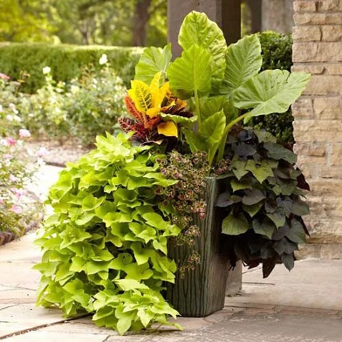 Plant Combination Ideas for Container Gardens 41