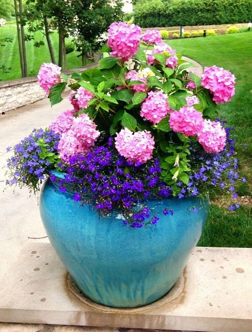 Plant Combination Ideas for Container Gardens 43