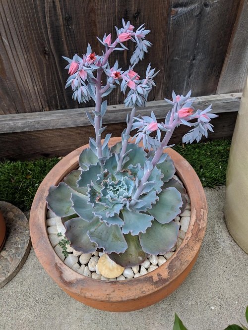 Succulents with Different Color Flowers 3