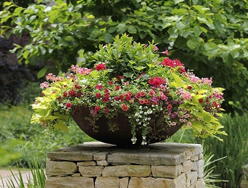 Plant Combination Ideas for Container Gardens 47