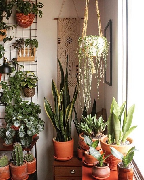 Plant Stylists' Secret Tips on Using Plants to Design Your Home 2