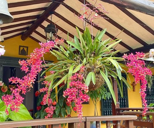 Pink Orchids in balcony Hanging Pots 7