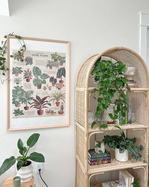 Hanging Vines Plant Collection on the Shelves