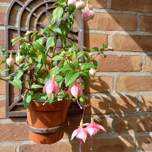 Fuchsia Varieties for Hanging Baskets 8