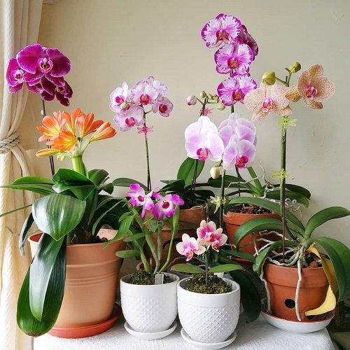 Top Ideas for a Balcony Orchid Garden 8