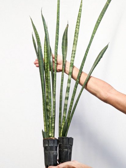 8 Best Tall Snake Plant Varieties | How Large Do Snake Plants Get