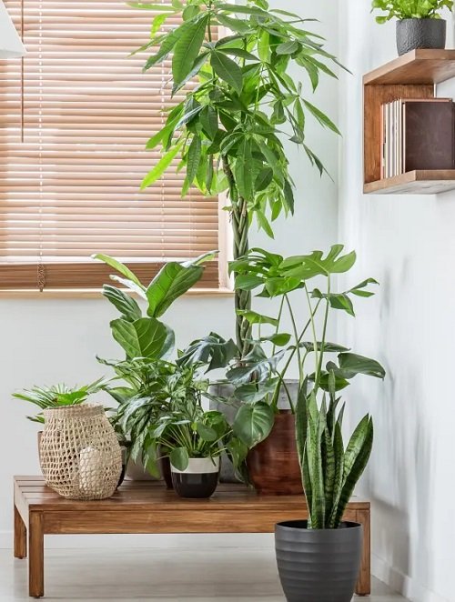 The Interior Design Secrets of Plant Stylists 9