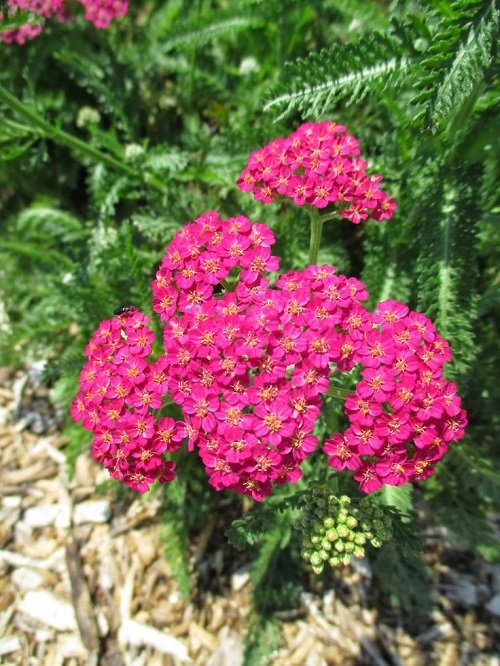 yarrow  that Bloom for Decades in Perennial Flowers 