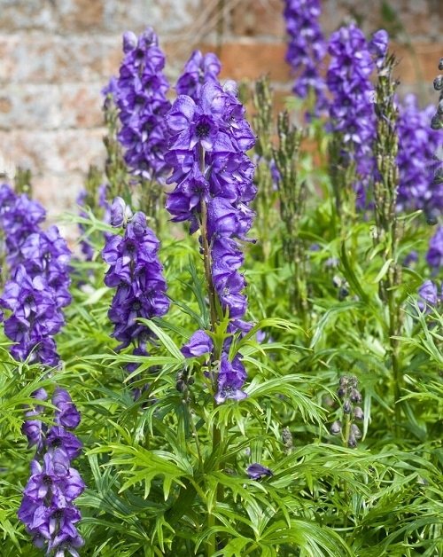 Beauties that Bloom for Decades in Perennial Flowers Monkshood