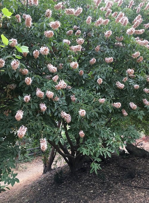 blooming California Buckeye plant