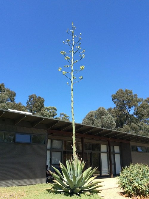 Succulent Plants that Grow Long Stems 4