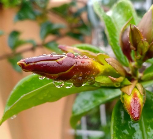 Surprising Plants with Penis-Resemblances 2