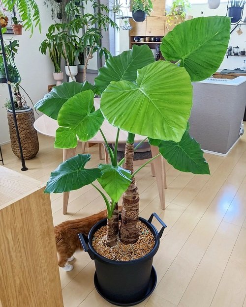 Plants Having an Appearance of Elephant Ears But Are Not 5