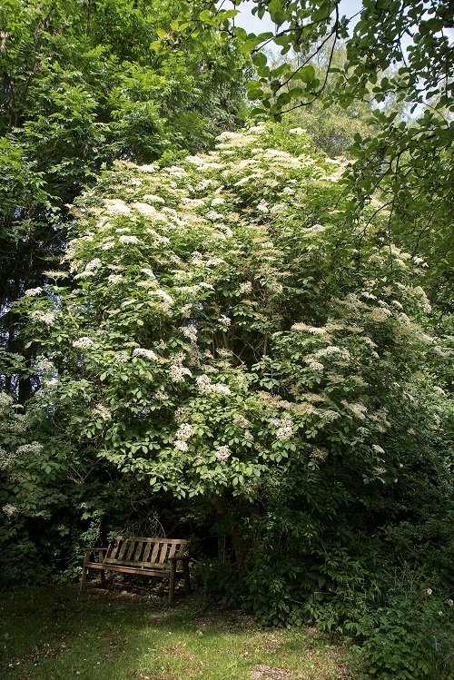 American Elderberry White flower plant in garden