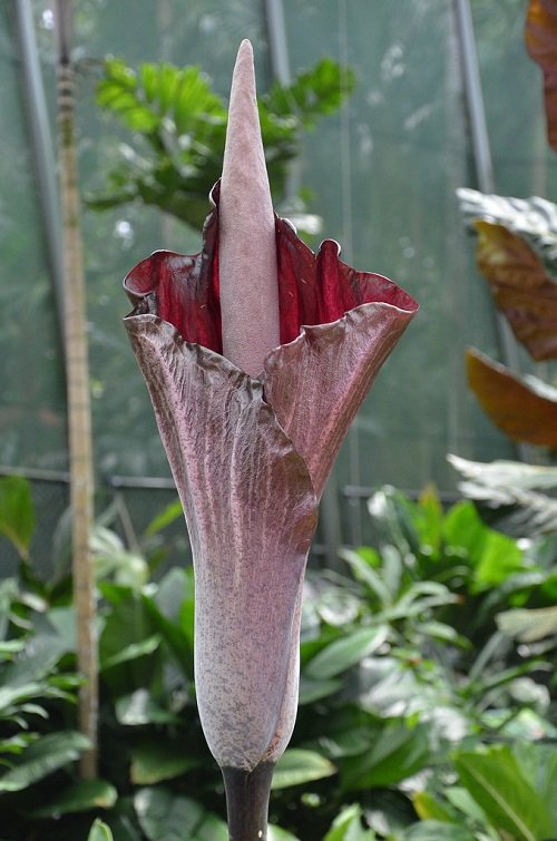 Shocking Plants with Penis-Resemblance 