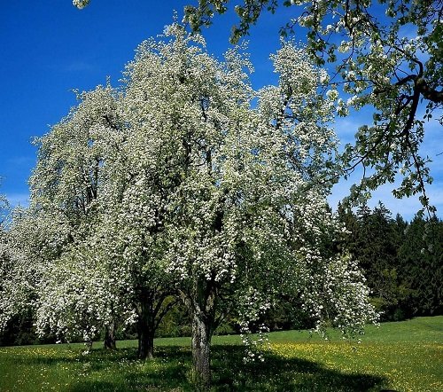 Anjou Pear tree in garden