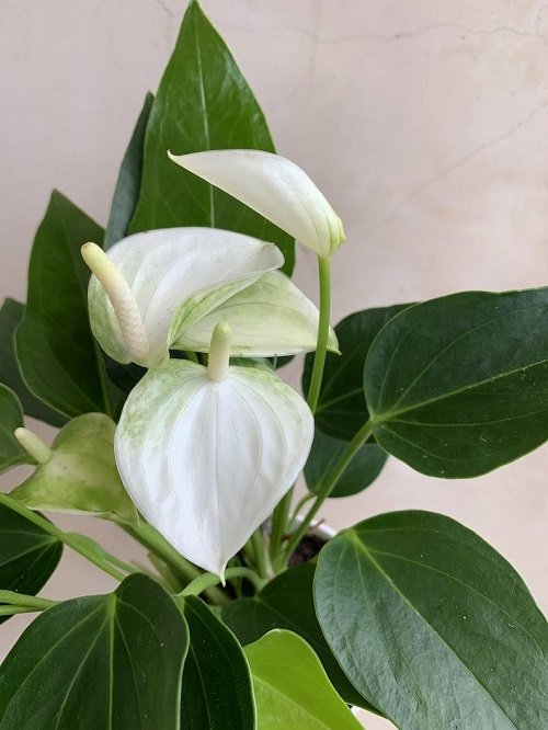 Best White Anthurium Varieties 7