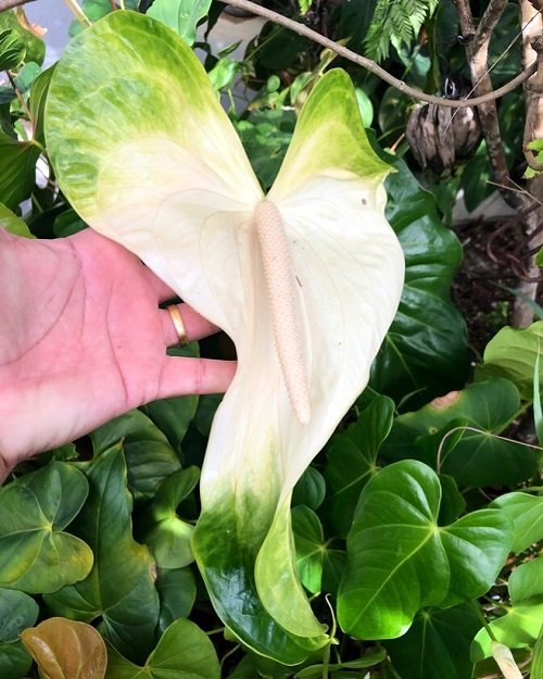 Best White Anthurium Varieties 10