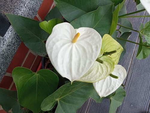 Best White Anthurium Varieties 