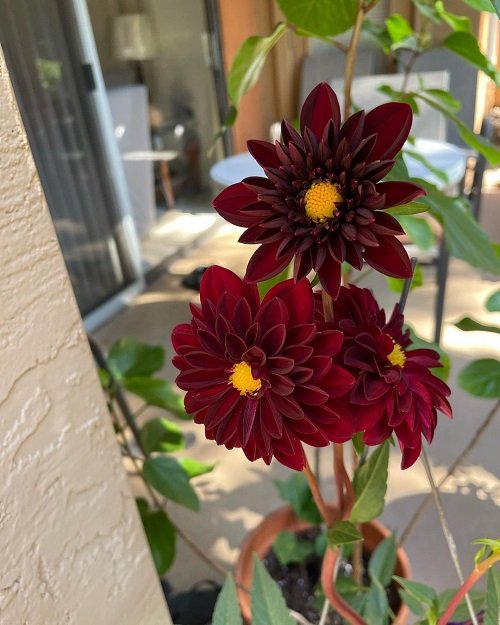 Black Dahlia Flower Varieties  in pot
