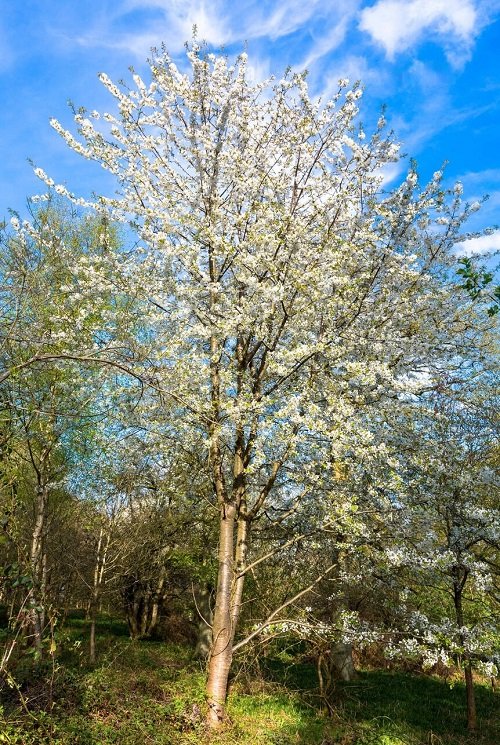 Benton Cherry tree flowering with white flower