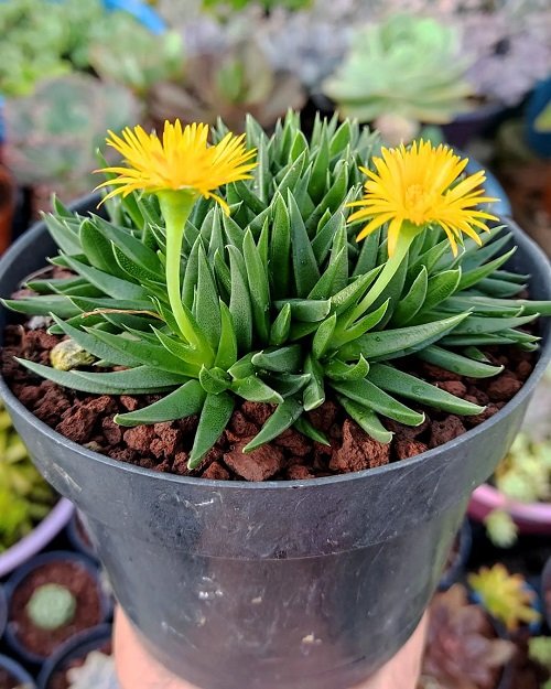 Plants that Look like Aloe Vera But are Not 3