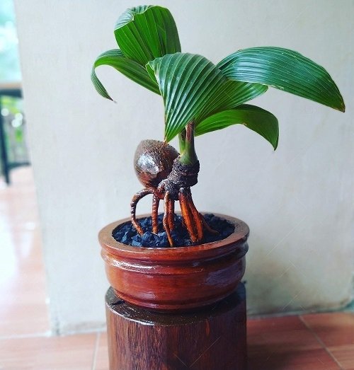 Best Coconut Bonsai Tree Pictures