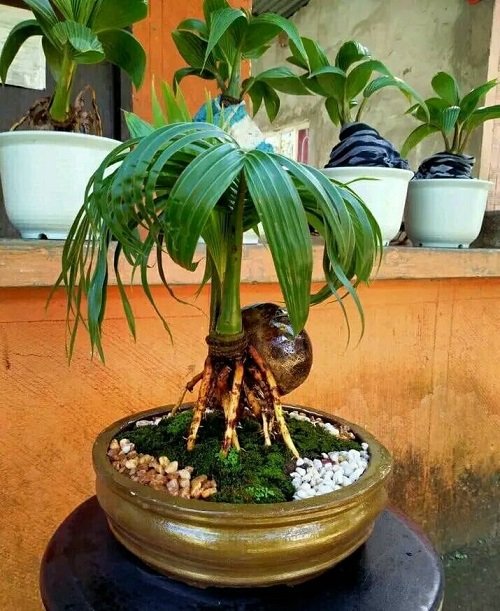 Best Coconut Bonsai Tree Pictures 10