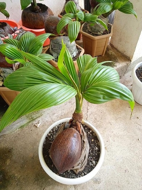 Best Coconut Bonsai Tree Pictures 15