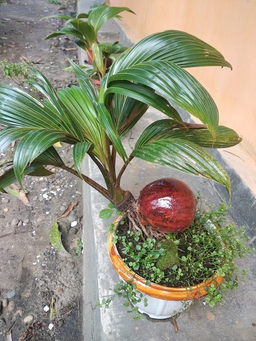 Best Coconut Bonsai Tree Pictures 25
