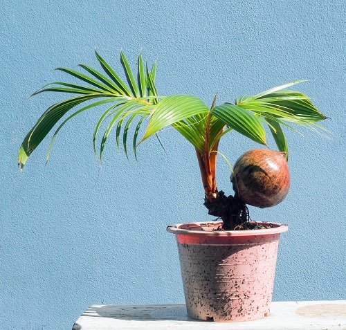 Best Coconut Bonsai Tree Pictures 35
