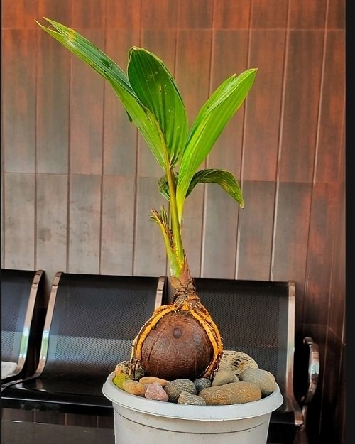 Best Coconut Bonsai Tree Pictures 45