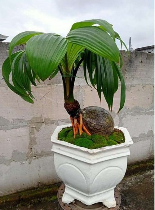 Best Coconut Bonsai Tree Pictures 5
