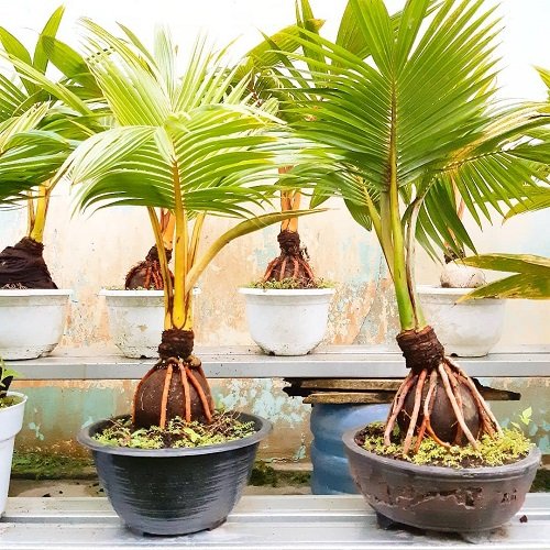 Best Coconut Bonsai Tree Pictures 50