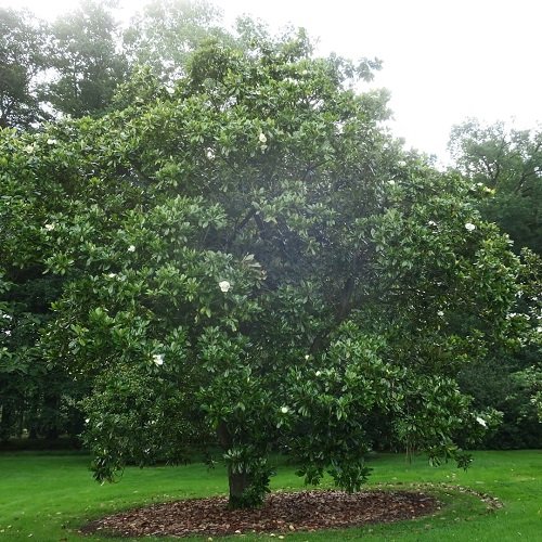 Bigleaf Magnolia tree