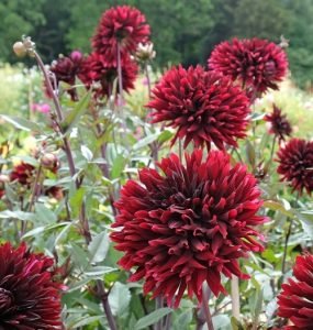 19 Black Dahlia Flower Varieties + How to Grow Black Dahlia