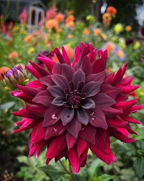 best beautiful Black Dahlia Flower Varieties 