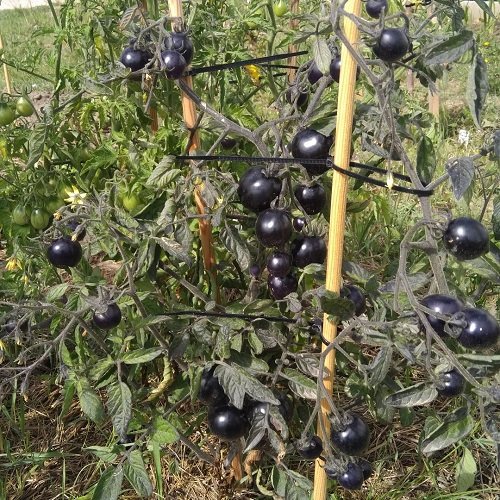 Black Nightshade Plants shrub 6