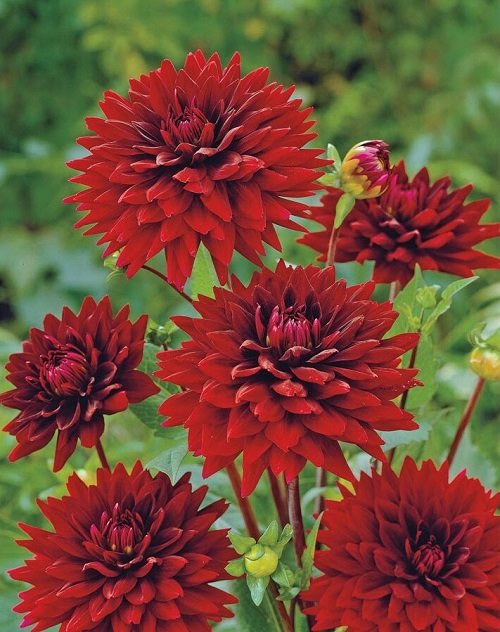 best Black Dahlia Flower Varieties  