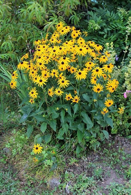 Flowers that Look Like Marigolds 2