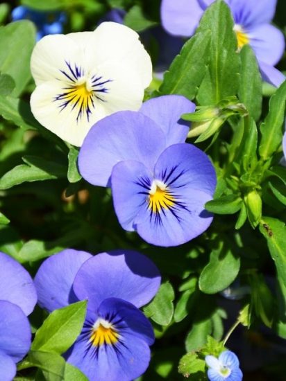 17 Best Blue and White Flowers | Balcony Garden Web