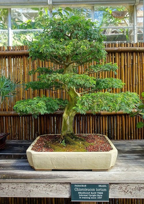 Best Brazilian Rain Tree Bonsai Pictures 6